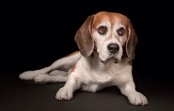 Look, dog, black background