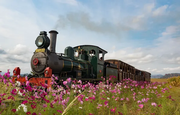Flowers, England, the engine, meadow, kosmeya