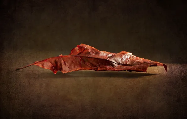 Leaves, background, texture