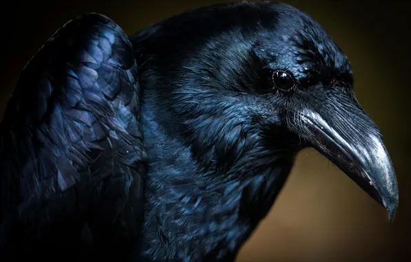 Picture macro, bird, Raven