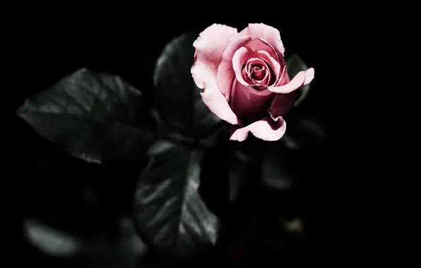 Flowers, pink, rose