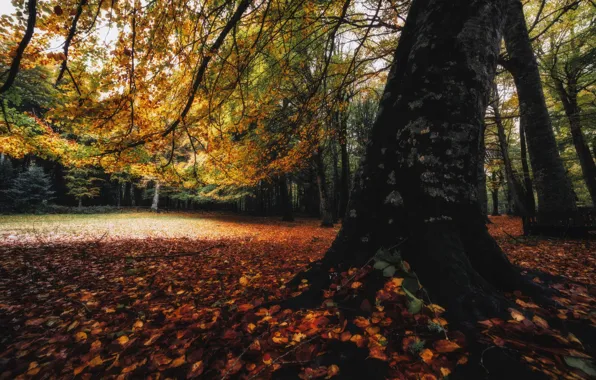 Autumn, branches, Park, tree, foliage, falling leaves