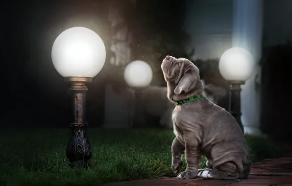 Picture grass, animal, dog, the evening, lights, puppy, dog, Ekaterina Kikot