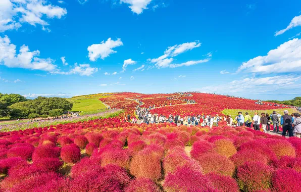 Field, the sky, people, Asia, shrubs, tourists, kohiya