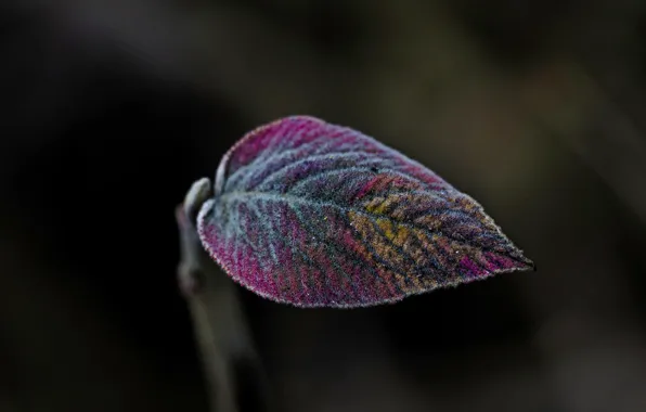 Picture sheet, color, Leaf Live