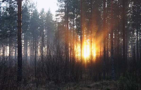Forest, the sun, rays, trees, dawn, morning