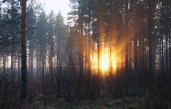 Picture forest, the sun, rays, trees, dawn, morning