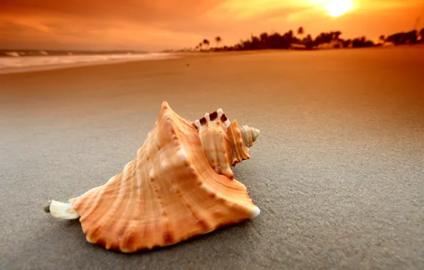 The sun, macro, sink, shell, shell, shell, landscapes sand