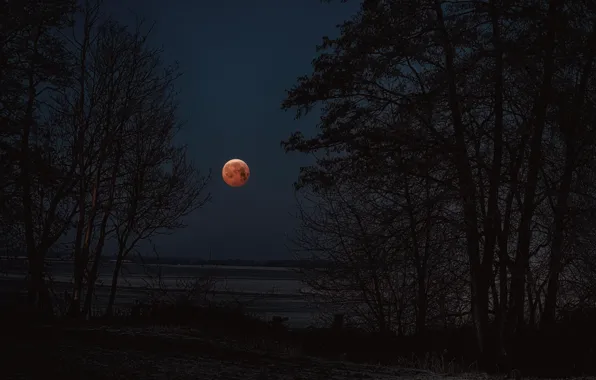 Trees, night, branches, darkness, the moon, shore, the full moon, pond