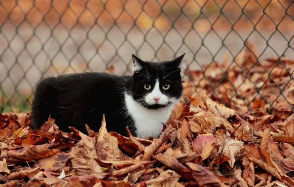 Cat, leaves, black and white, the fence, autumn