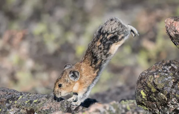 Picture stones, jump, charging, bokeh, Pika