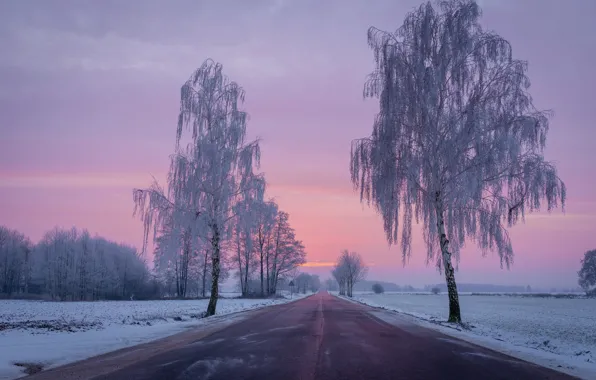 Winter, road, field, snow, trees, dawn, morning, Poland