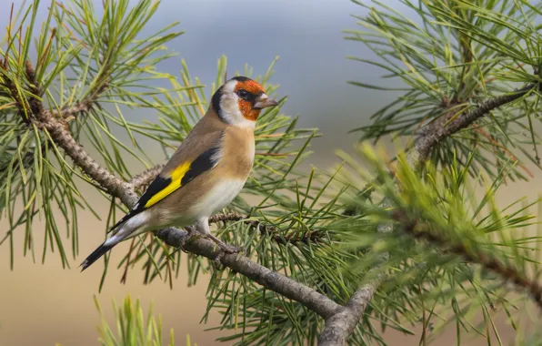 Bird, branch, feathers, beak, tail, needles