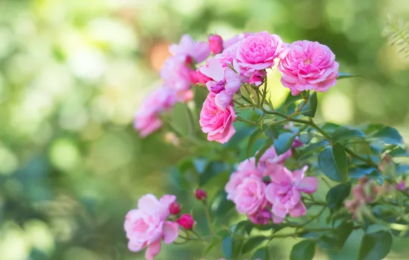 Flowers, branches, roses, garden, stem, pink, buds, rosette
