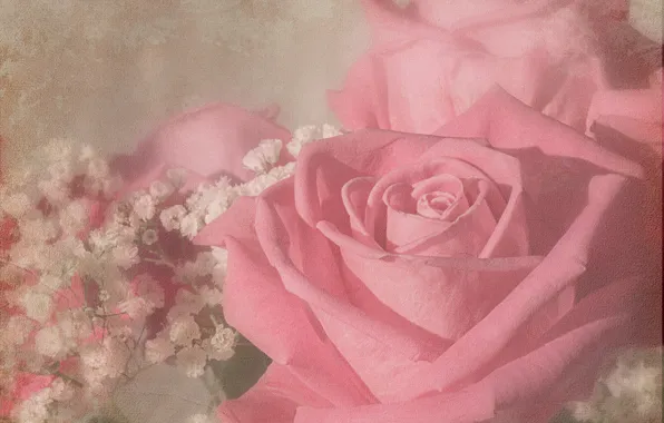 Roses, bouquet, texture