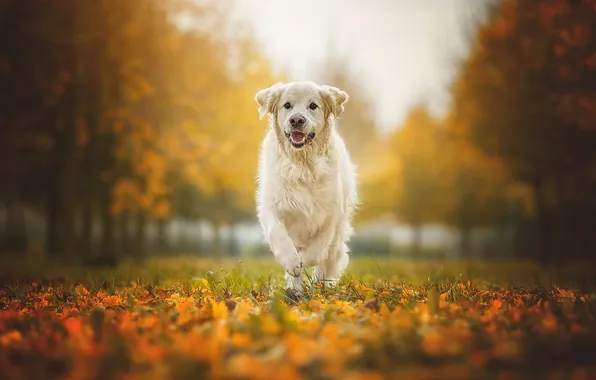 Autumn, forest, look, light, nature, pose, Park, glade