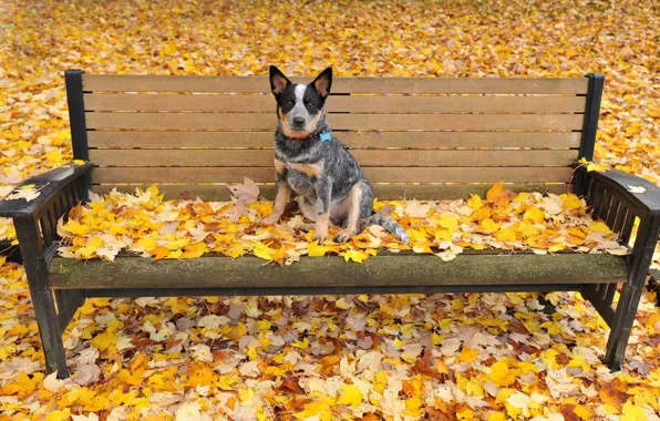 Autumn, leaves, dog, bench