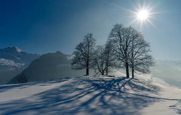 Winter, the sun, snow, trees, traces