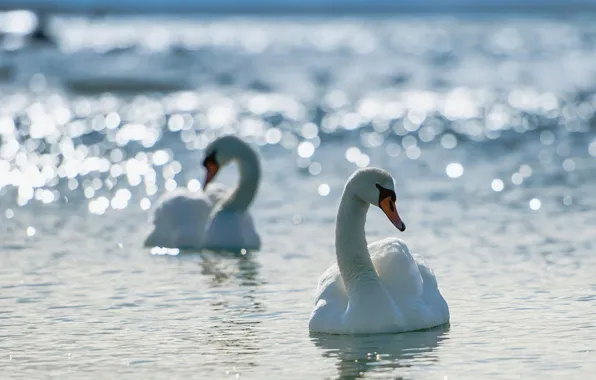 Cool, nature, birds, gingerid, Swans