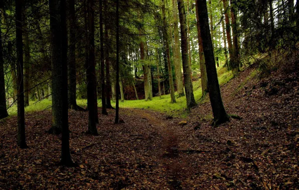 Picture forest, landscape, nature, path