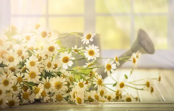Picture light, flowers, chamomile
