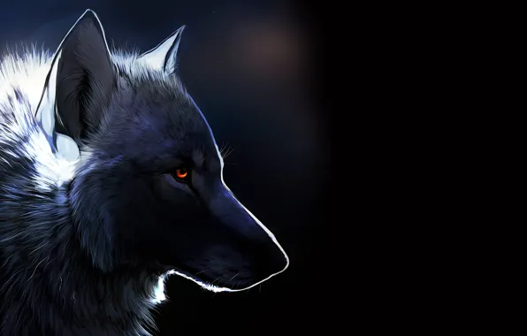 Wolf, black background, amber eyes