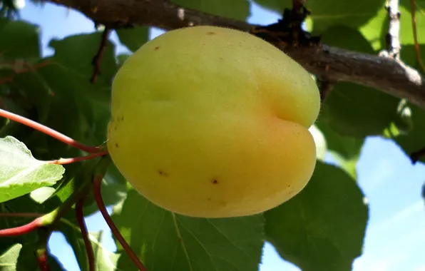 Apricot, June, maturation