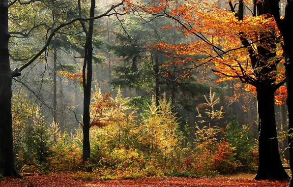 Autumn, forest, trees, fog, plants, forest, trees, Autumn