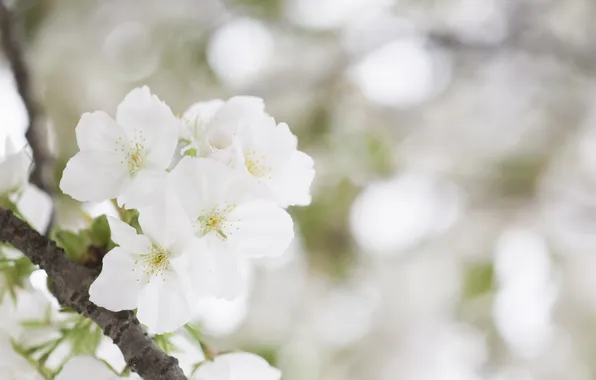 White, flower, tenderness, beauty, spring, flowering