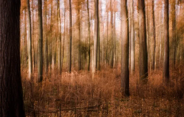 Autumn, forest, trees