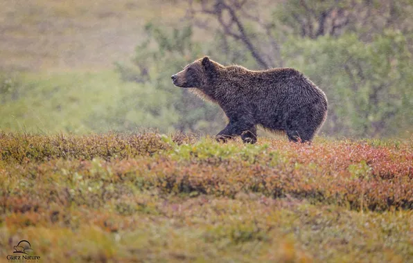 Autumn, bear, bad weather, grizzly