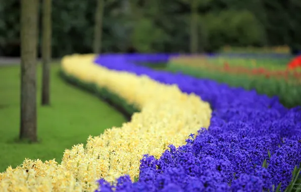 Picture flowers, hyacinth, Keukenhof garden