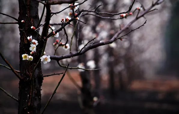 Flowers, branches, tree, spring, blur, garden, flowering, kidney