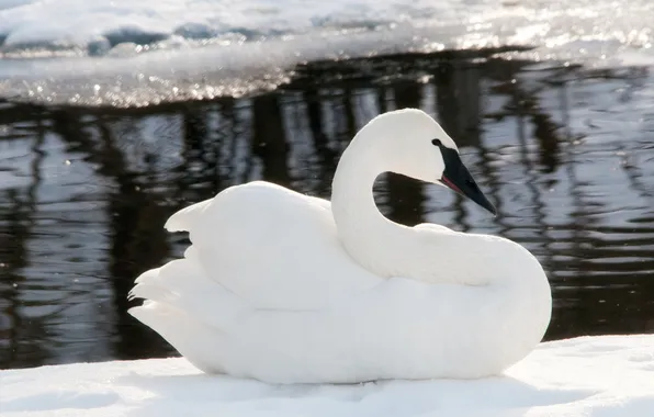Winter, water, snow, ice, blur, white Swan