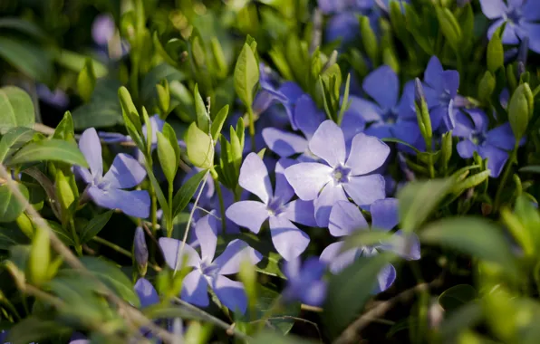 Flowers, spring, periwinkle