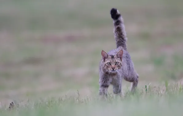Cat, cat, look, bokeh, tail pipe