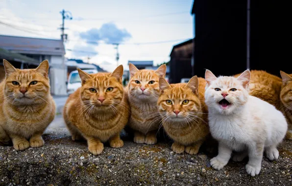 Look, cats, group, family