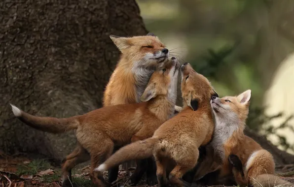 Pose, tree, Fox, Fox, weasel, kids, mom, faces