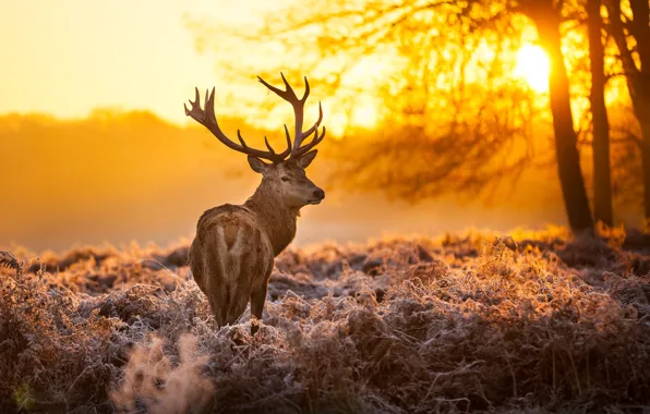 Picture forest, the sun, trees, sunset, nature, animal, deer, horns