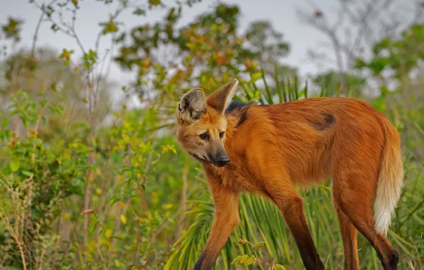 Brazil, Piaui, the maned wolf