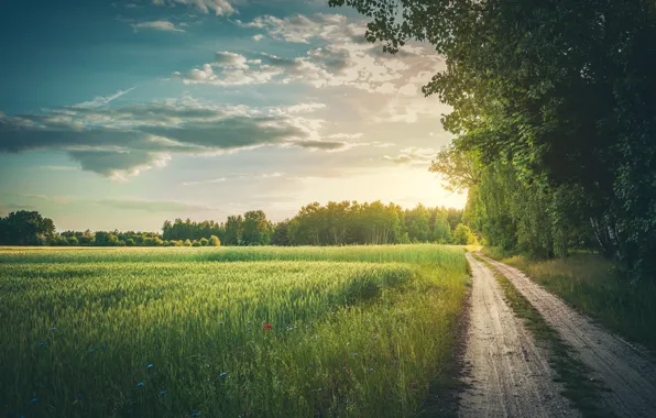 Road, greens, field, forest, summer, grass, meadow, cornflowers