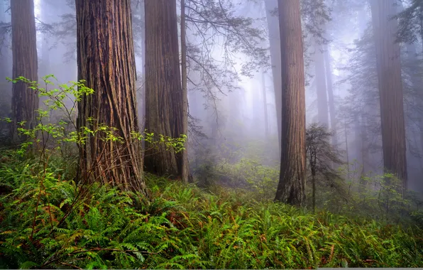 Picture forest, nature, fog, spring, morning, CA, USA, Redwoods