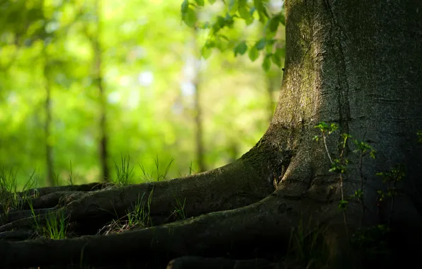 Grass, trees, nature, spring