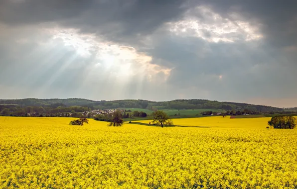 Forest, the sky, clouds, rays, light, trees, flowers, hills
