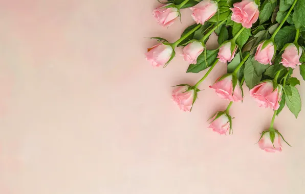 Picture background, roses, bouquet, pink, buds