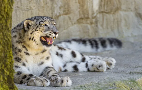Cat, stay, stone, profile, IRBIS, snow leopard, ©Tambako The Jaguar
