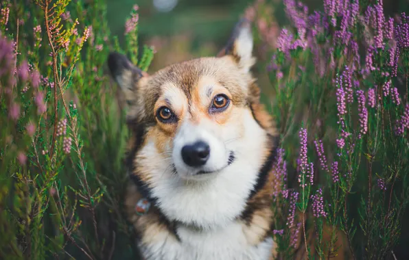 Look, flowers, pose, portrait, dog, face, Corgi, Heather