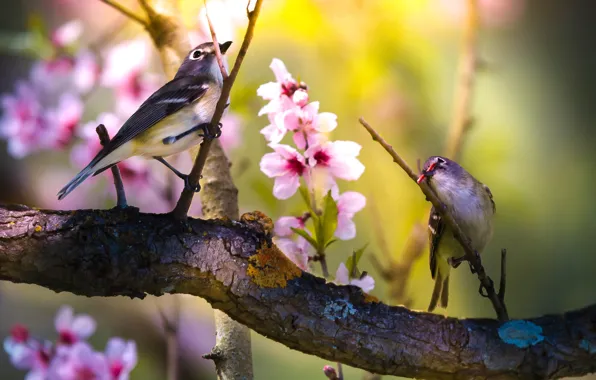 Flowers, birds, branches, nature, spring, a couple, flowering, Thai Phung