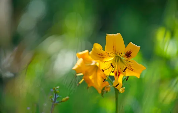 Picture flowers, yellow, Lily, blur, petals, garden, stamens, green background