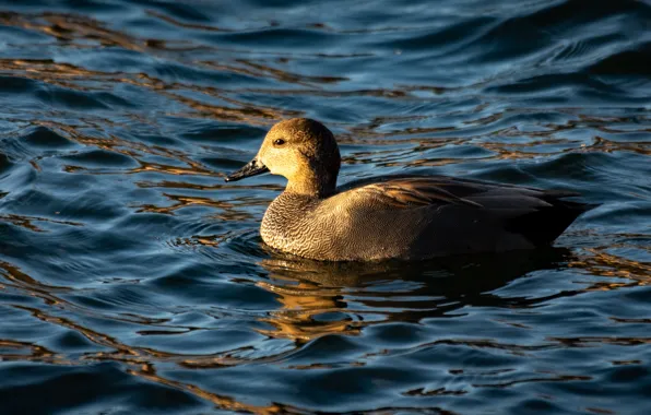 Picture water, light, grey, duck, pond, wild, swimming, motley